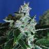 семена сортовой конопли Auto Sir Jack feminised Exotic Seed