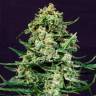 семена конопли феминизированные Auto Sir Jack feminised Exotic Seed