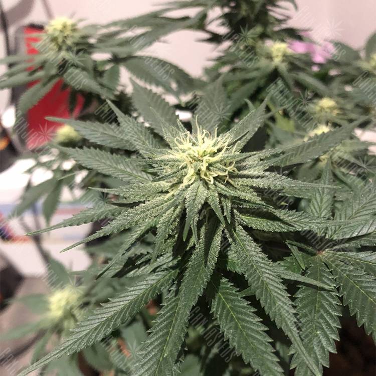 семена конопли White Rhino regular Nirvana Seeds