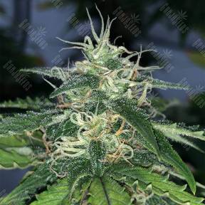 Auto Super Hash feminised Pyramid Seeds