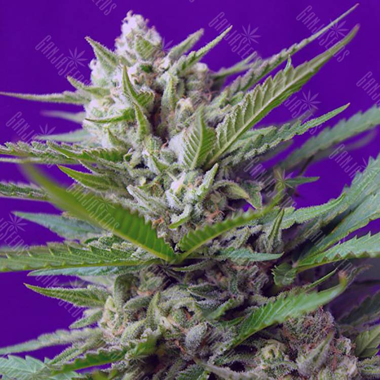 конопля семена сорта заказать Auto Speed Devil feminised Sweet Seeds