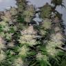 Семена конопли Auto Critical Plus feminised Ganja Seeds