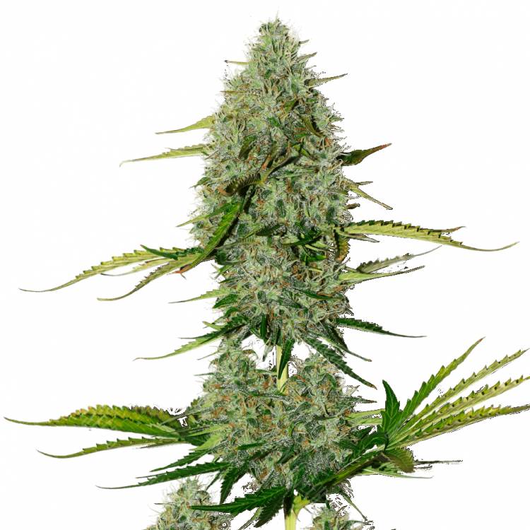 Семена марихуаны Auto Royal Critical feminised Ganja Seeds купить