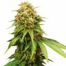 Семена марихуаны Auto Royal Critical feminised Ganja Seeds недорого