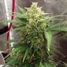 купить семена конопли Auto Super Lemon Haze feminised