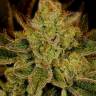 купить семена конопли с доставкой Auto Super Lemon Haze feminised