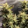 купить в интернете семена конопли Auto Super Lemon Haze feminised