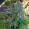 купить семена конопли Auto Super Lemon Haze feminised Green House Seeds
