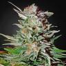 семена конопли недорого Auto Super Lemon Haze feminised Green House Seeds