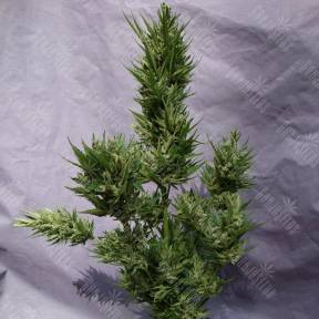 Auto Frisian Dew feminised Dutch Passion Seeds