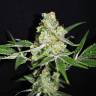 Indica Mix feminised RuSeeds
