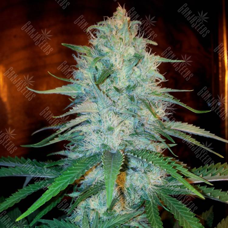 заказ семян конопли Otrar feminised Bang Seeds