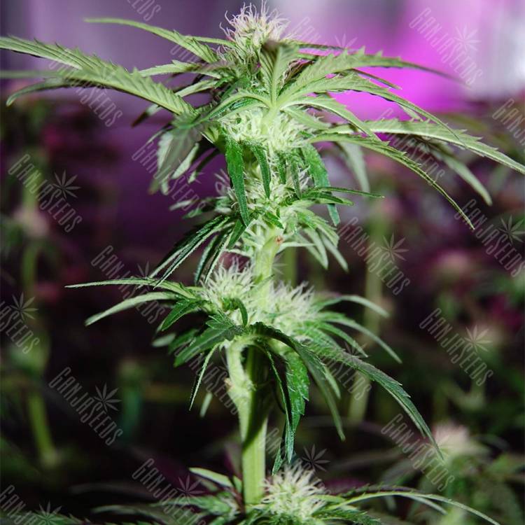 семена конопли Россия Peppermint Kush feminised Barneys Farm