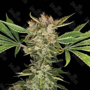 Martian Kush feminised DNA Genetics