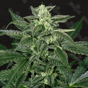 Auto Triple A feminised Exotic Seed
