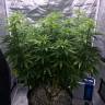 семена конопли феминизированные Auto Blue Dream feminised Humboldt Seeds