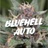 семена культурной конопли купить Auto Blue Hell feminised Medical Seeds