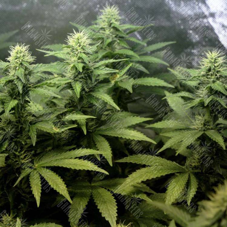 семена конопли в России Auto Blue Hell feminised Medical Seeds