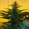 семена конопли Спб Auto Blue Hell feminised Medical Seeds