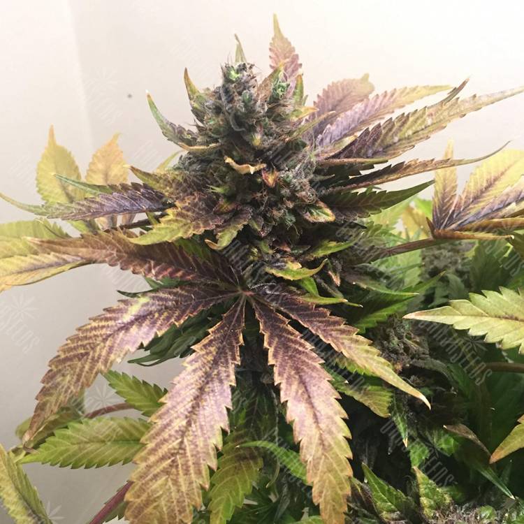 заказать качественные семена конопли White Widow regular Nirvana Seeds