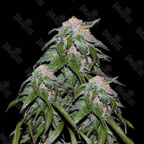 Medical Vip feminised VIP Seeds