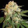 Cream Mandarine feminised Ganja Seeds Fast Version