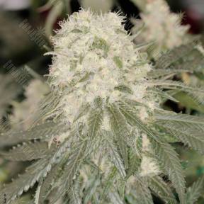 Bad Azz Kush feminised GanjaLiveSeeds