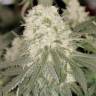Семена конопли Bad Azz Kush feminised GanjaLiveSeeds