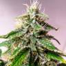 Auto Cheese feminised Ganja Seeds