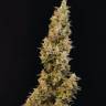 Auto Cheese feminised Ganja Seeds
