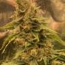 Auto Northern Blue feminised Ganja Seeds