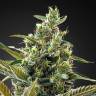 семена конопли наложенным платежом Auto Super Lemon Haze CBD feminised Green House Seeds