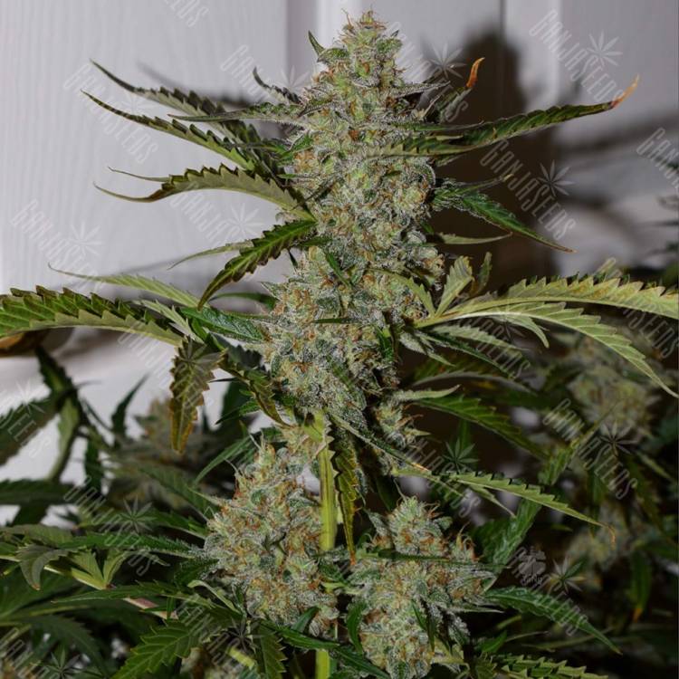 Auto Glueberry OG feminised Dutch Passion Seeds