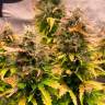 заказать семена Jack 47 feminised RuSeeds