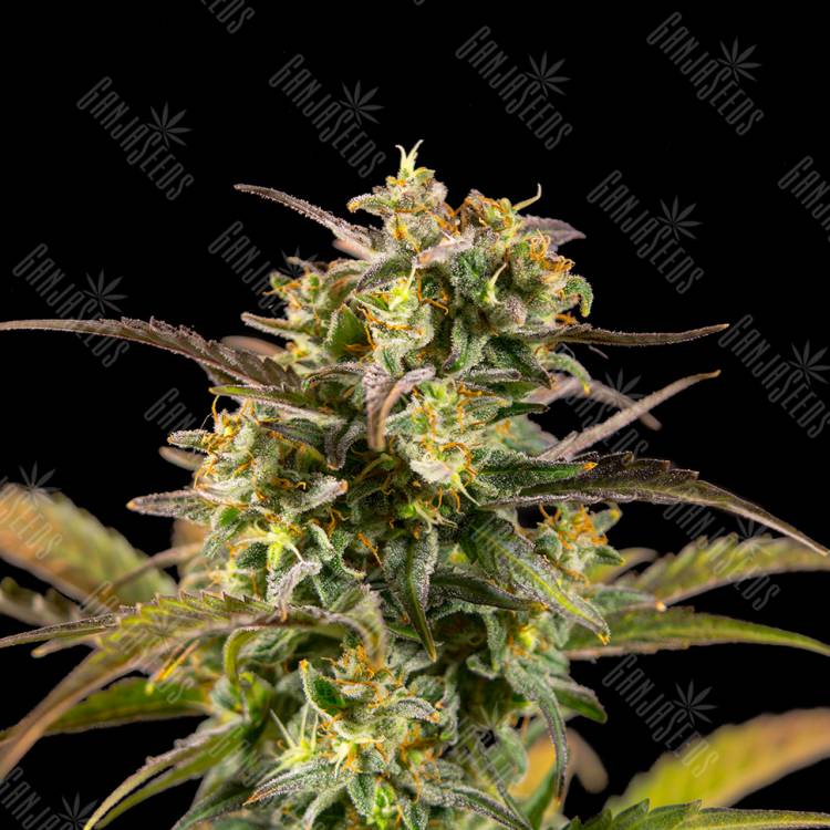 Семена Jack 47 feminised RuSeeds