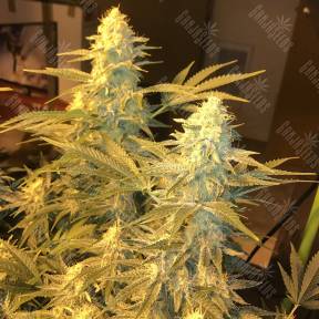 Snow Leopard feminised Bang Seeds