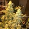 где заказать семена конопли Snow Leopard feminised Bang Seeds
