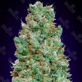 Auto Blueberry feminised 00 Seeds