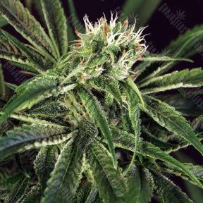 Amnesia #7 feminised Exotic Seed