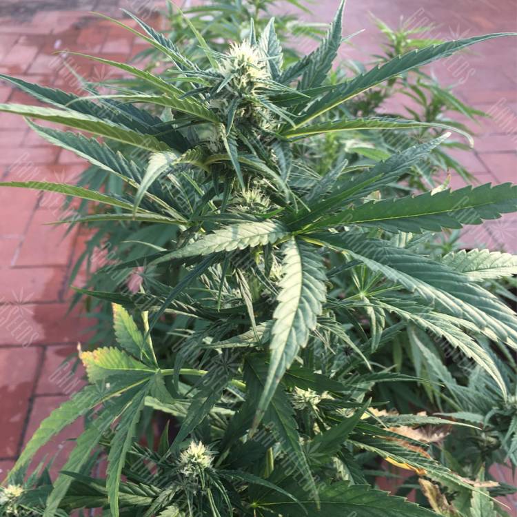 семена конопли для курения Auto No Name feminised Medical Seeds