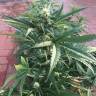 семена конопли для курения Auto No Name feminised Medical Seeds