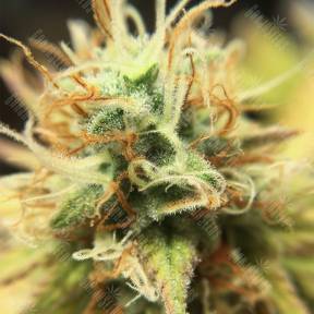 Wonder Woman regular Nirvana Seeds