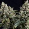 семена конопли скороспелый купить Auto Tutankhamon feminised Pyramid Seeds