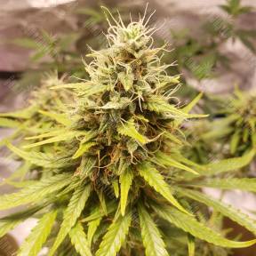 Auto Tutankhamon feminised Pyramid Seeds