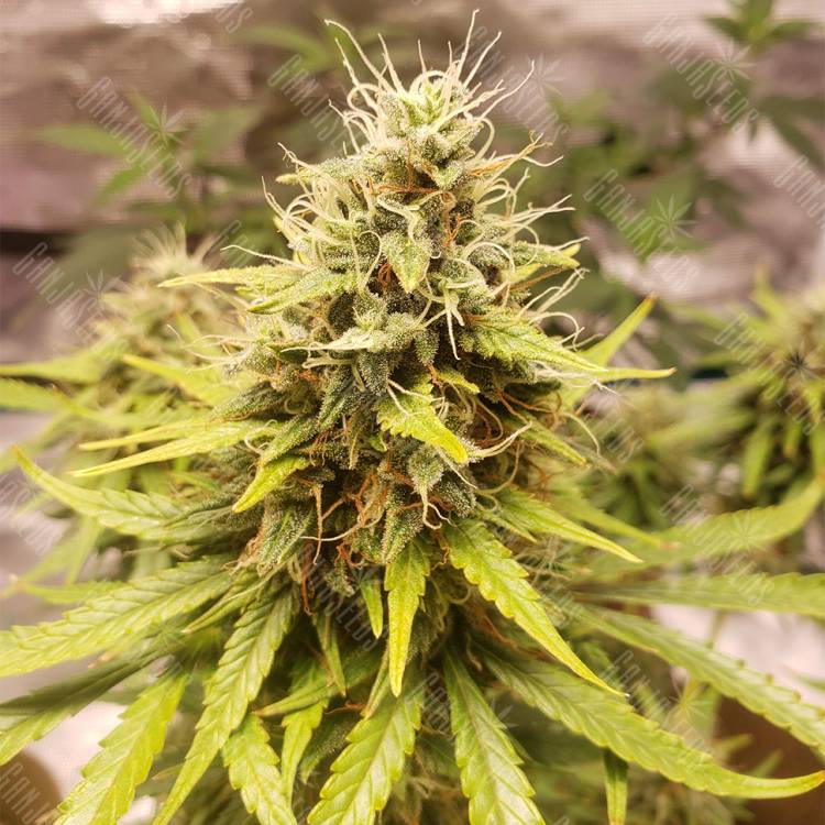 семена конопли аутдор Auto Tutankhamon feminised Pyramid Seeds