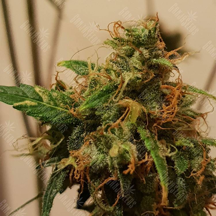 где можно заказать семена конопли Auto Royal Kush feminised Royal Queen