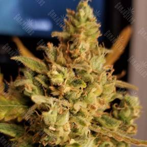 Auto Sweet Cheese feminised Sweet Seeds