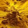 семена конопли f1 в оригинальной упаковке Auto Lemon feminised