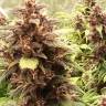 автоцветущие семена конопли Auto Red Dwarf feminised