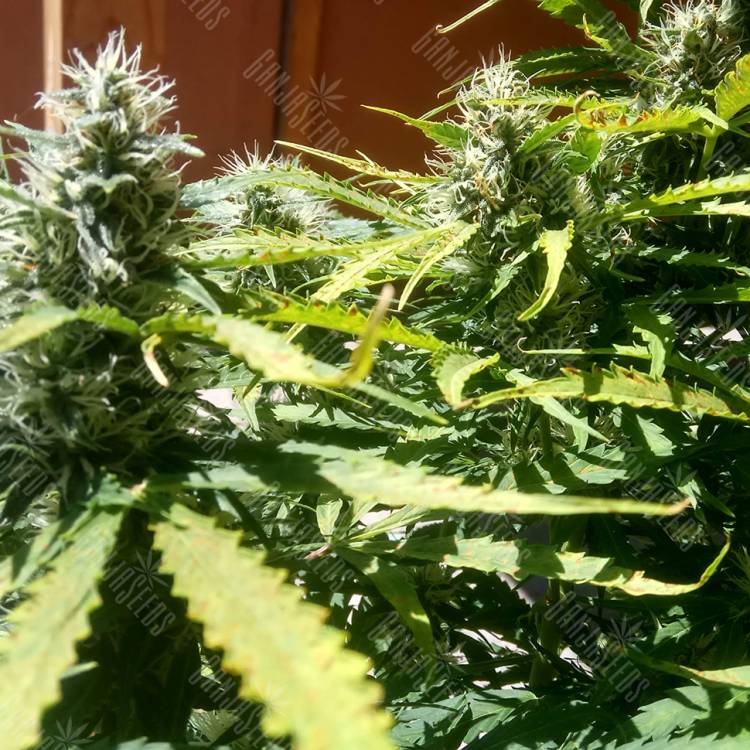 Auto Mazar feminised Dutch Passion Seeds